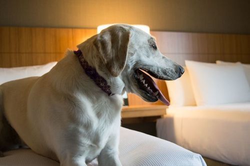 Hyatt Place Downtown Hotel Denver